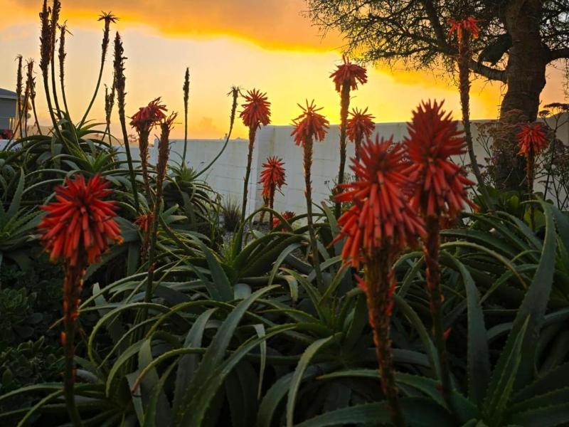 Chasmanthe's Sunset Retreat - image 6