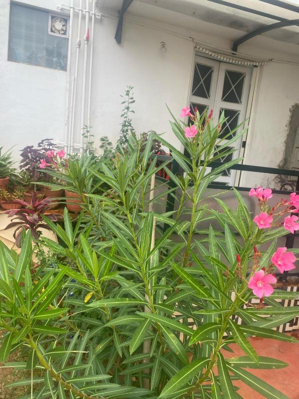 Heritage Homestay Mysore - image 7