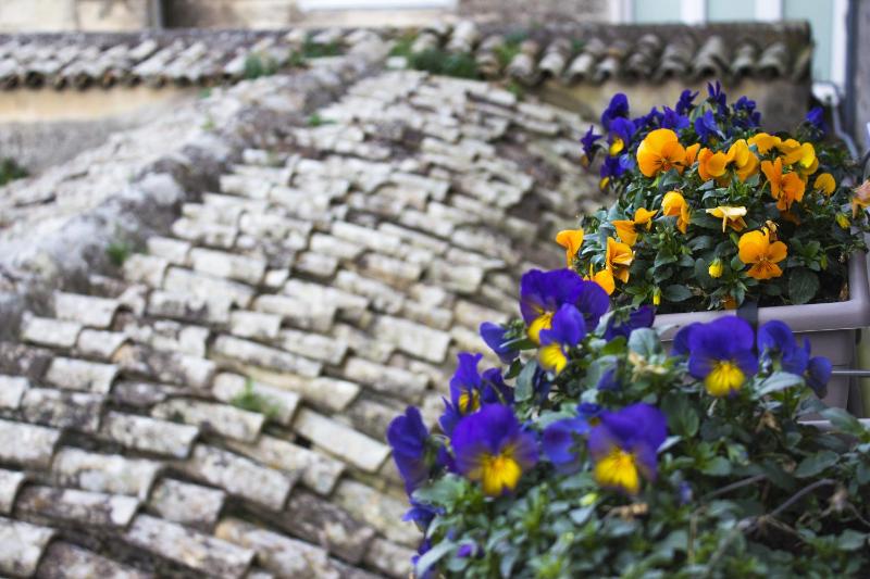 Le Violette Images