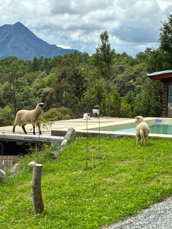 Casa Paihuen a 29km de Pucon Vista al Lago - image 48