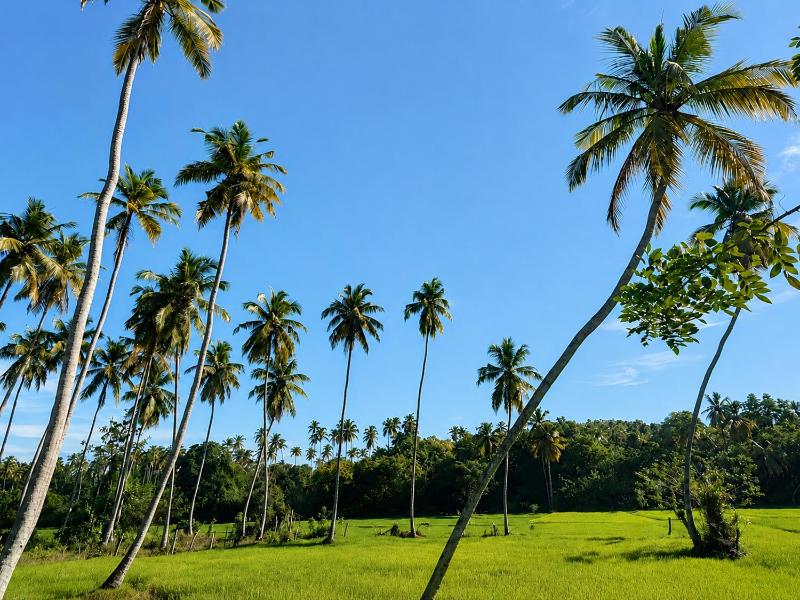 Private Ricefield Cabana near Tangalle with Net Bed - image 9