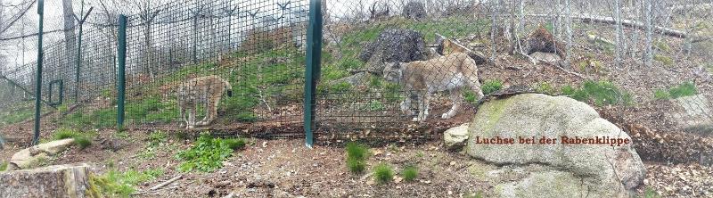 Harz-Fewo-Wolf - image 44