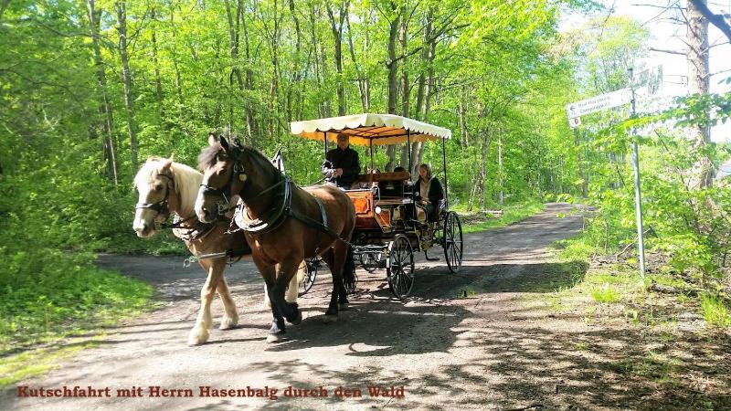 Harz-Fewo-Wolf - image 8