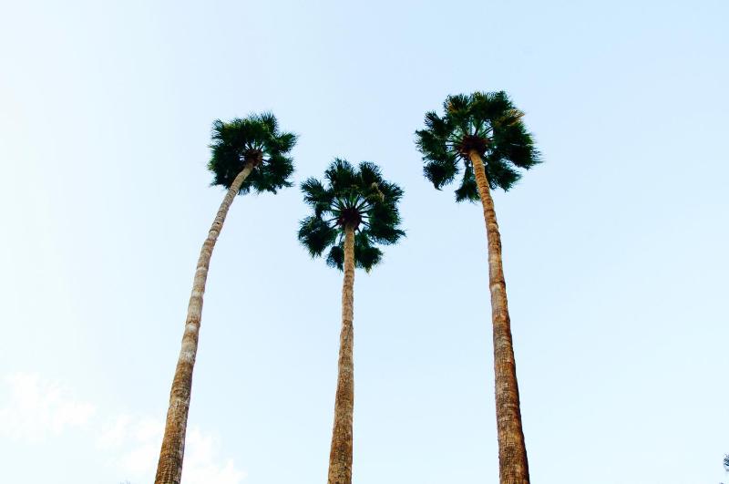 Delos Reyes Palm Springs - image 42