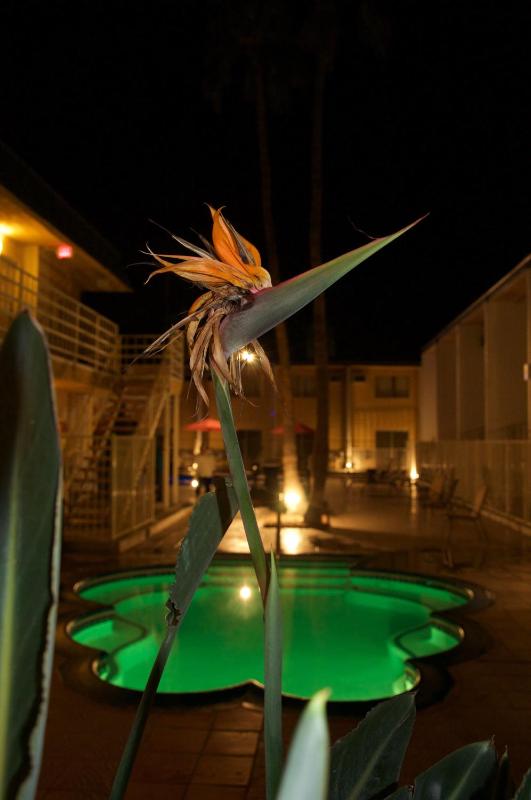 Delos Reyes Palm Springs - image 50