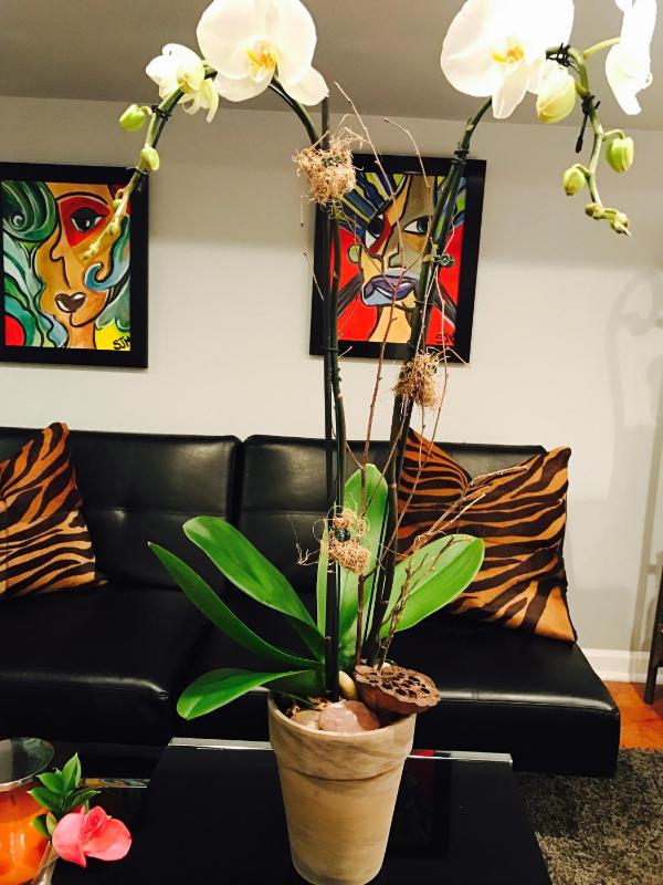 Studio Apartment image 4