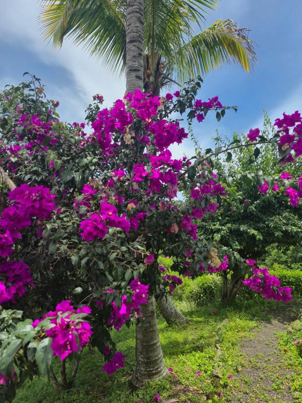 Retreat Yourself RevelaRetreats Costa Rica - image 16