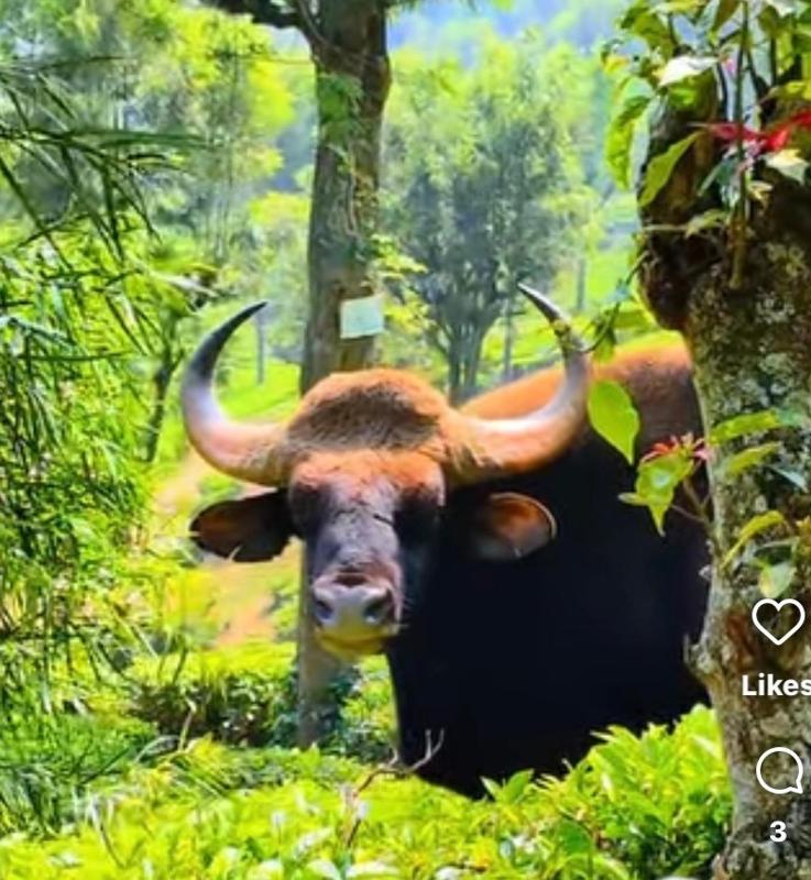 Vhf premium cottage home stay Kodaikanal - image 1