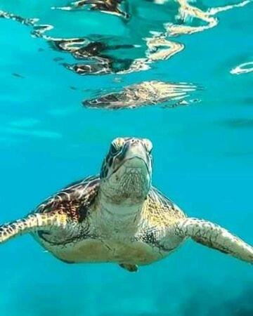 Turtles Beach Resort - Hurghada - image 28
