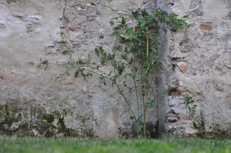 Convento Tarifa - image 42