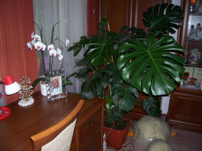 Two-Bedroom Apartment (4 Adults) image 4