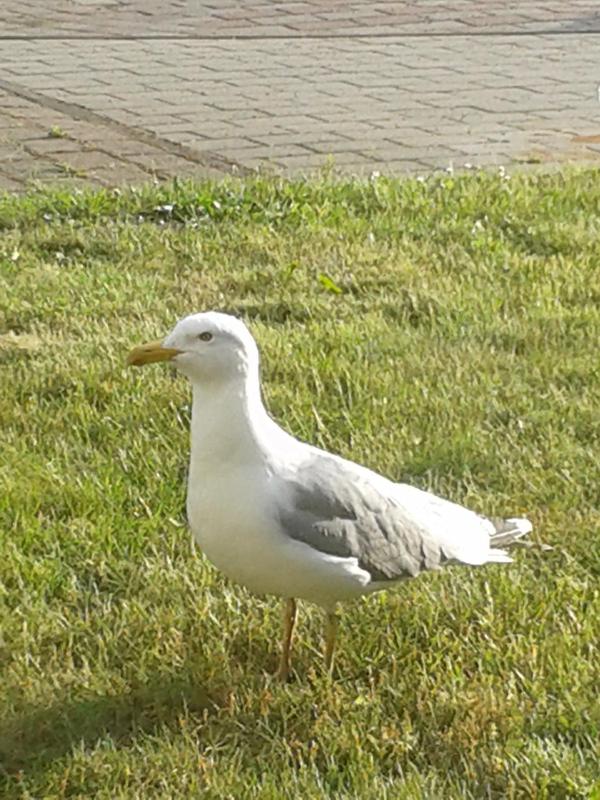 Apartment 85 im Dünenpark - image 16