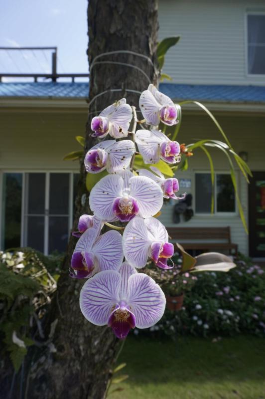 Dong Hua Dream House - image 4