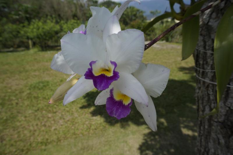 Dong Hua Dream House - image 11
