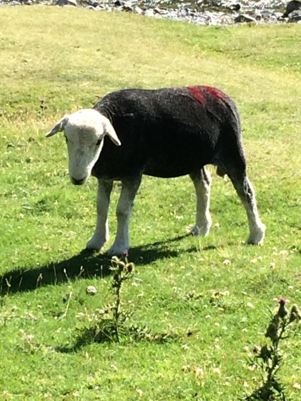 Classic Triple Room image 4