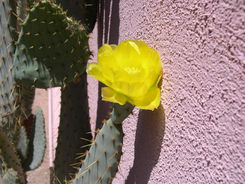 Adobe Rose Inn - image 17