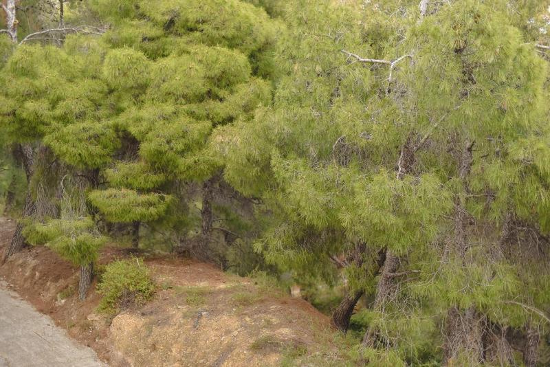 Studio with Forest View image 2