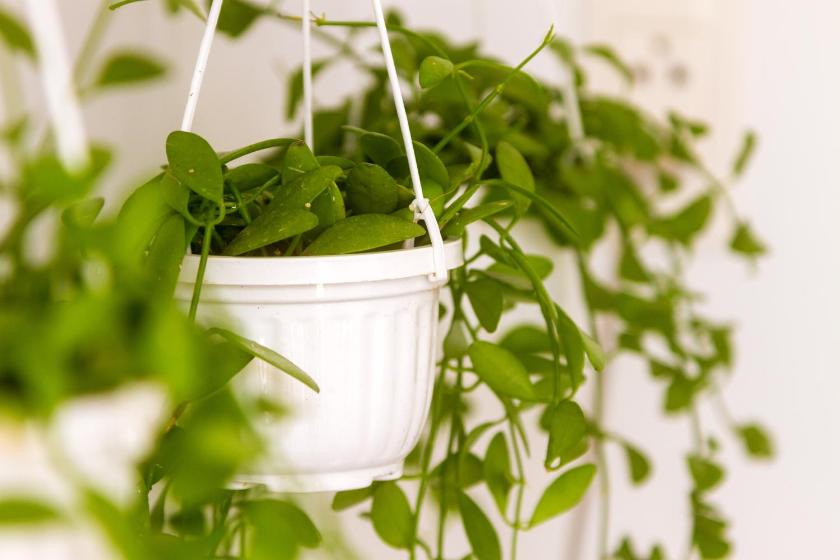 Căn Hộ 1 Phòng Ngủ Căn Hộ 1 Phòng Ngủ