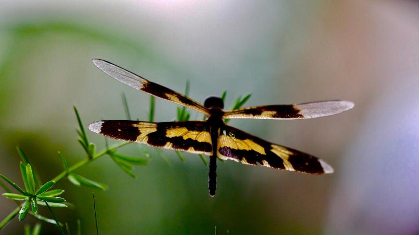 Phòng Deluxe Giường Đôi/2 Giường Đơn Nhìn Ra Hồ Bơi Phòng Deluxe Giường Đôi/2 Giường Đơn Nhìn Ra Hồ Bơi