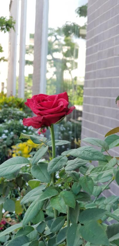 Phòng Superior Giường Đôi Phòng Superior Giường Đôi