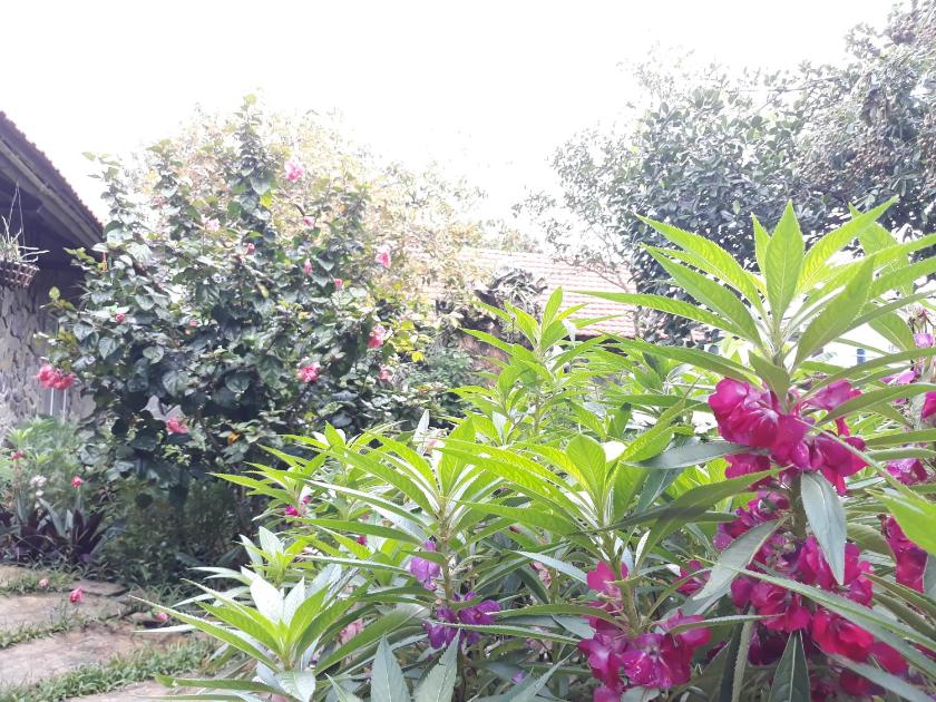 Phòng Có Giường Cỡ King Nhìn Ra Vườn Phòng Có Giường Cỡ King Nhìn Ra Vườn