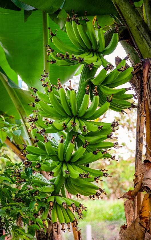 Phòng Deluxe Giường Đôi/2 Giường Đơn Nhìn Ra Hồ Bơi Phòng Deluxe Giường Đôi/2 Giường Đơn Nhìn Ra Hồ Bơi