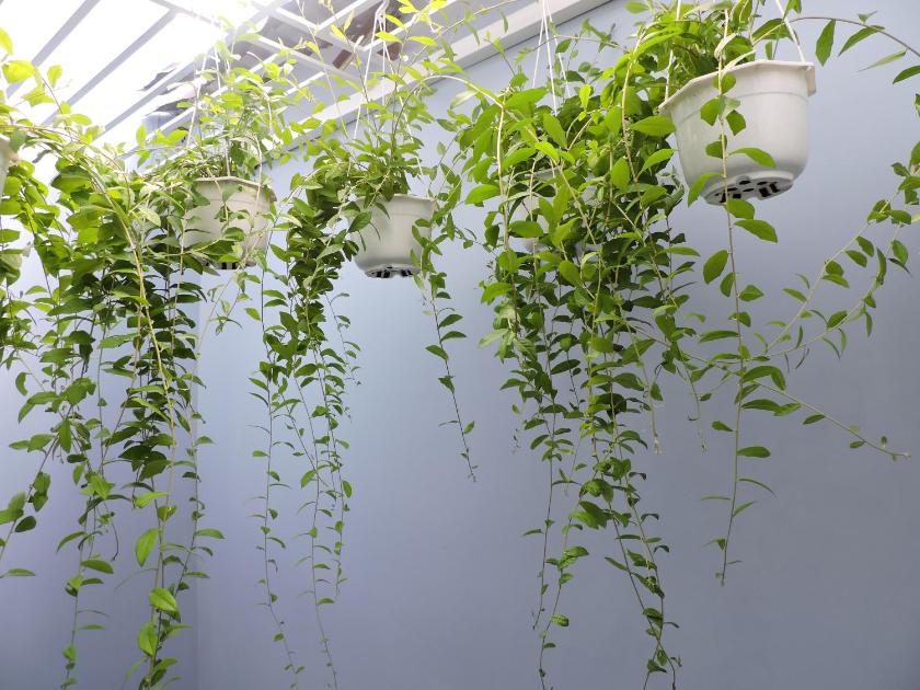 Phòng Giường Đôi Với Dịch Vụ Giặt Là Miễn Phí