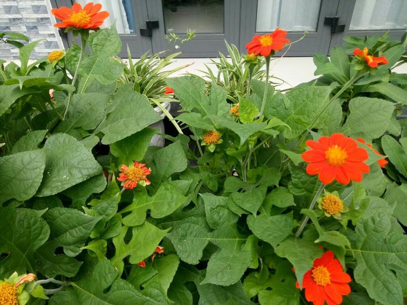 Phòng Giường Đôi Có Ban Công Phòng Giường Đôi Có Ban Công