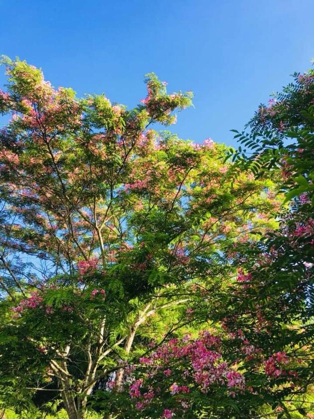 Bungalow với Sân hiên