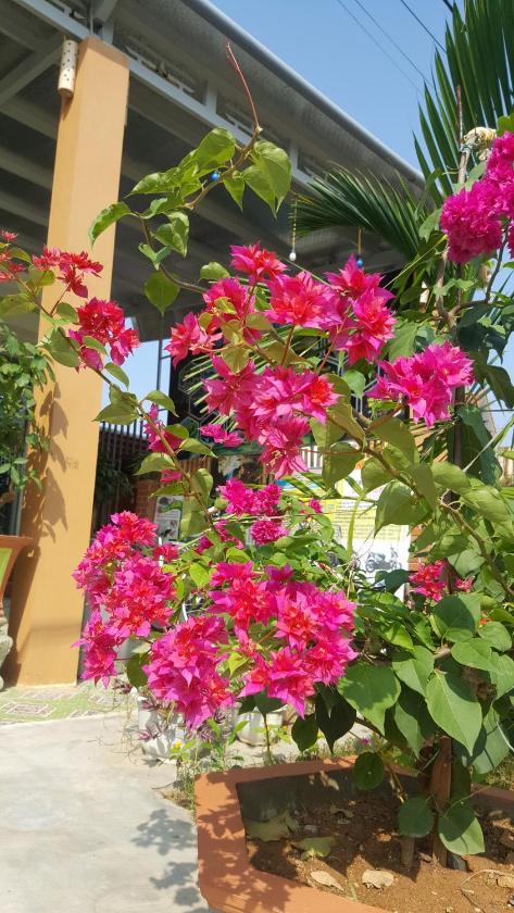 Phòng Có Giường Cỡ Queen Nhìn Ra Vườn