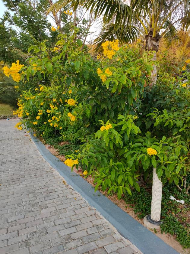 Biệt Thự 3 Phòng Ngủ Biệt Thự 3 Phòng Ngủ