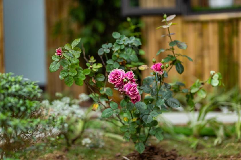 Phòng Deluxe Giường Đôi/2 Giường Đơn Phòng Deluxe Giường Đôi/2 Giường Đơn