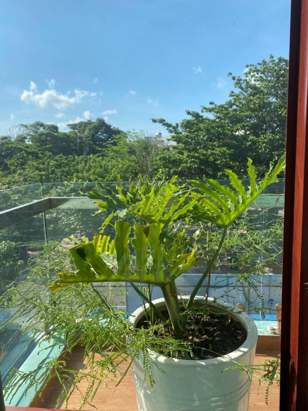 Phòng Gia đình Nhìn ra Vườn Phòng Gia đình Nhìn ra Vườn