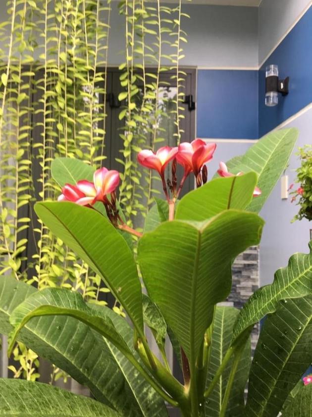 Phòng Deluxe Giường Đôi Có Ban Công Phòng Deluxe Giường Đôi Có Ban Công