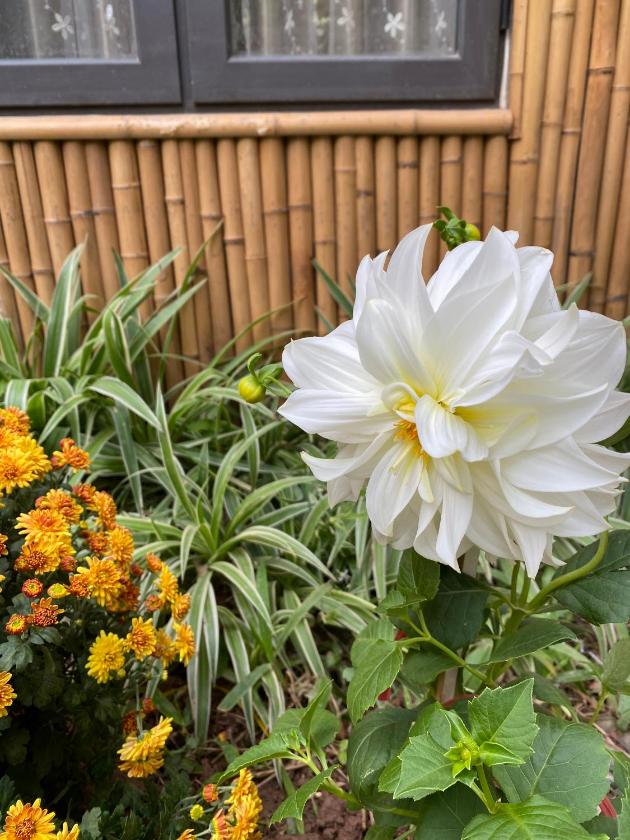 Bungalow Nhìn ra vườn Bungalow Nhìn ra vườn