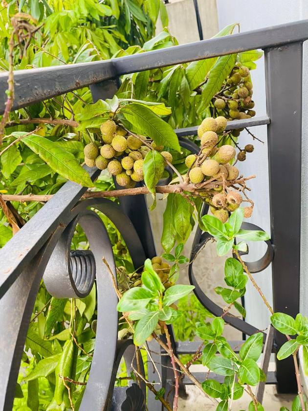 Phòng Deluxe Giường Đôi Phòng Deluxe Giường Đôi