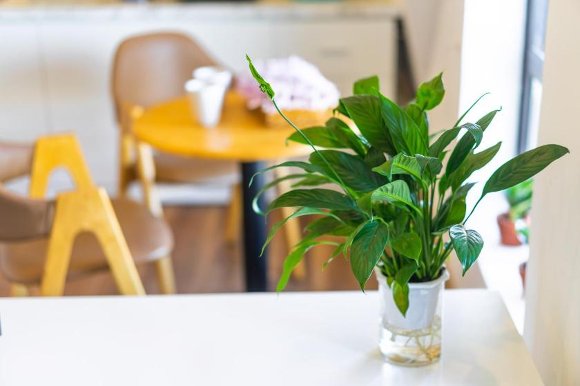 Studio Superior Studio Superior