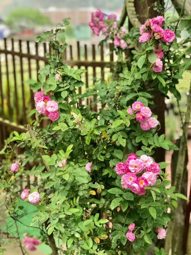 Phòng Gia đình Nhìn ra Vườn