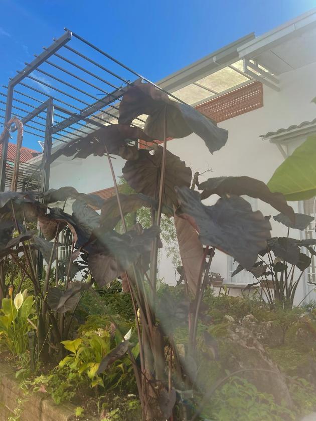 Phòng Deluxe (2 Người lớn + 1 Trẻ em) Phòng Deluxe (2 Người lớn + 1 Trẻ em)