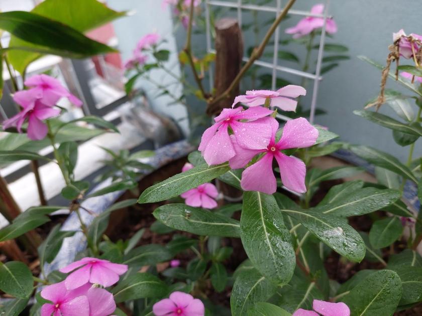 Phòng Có Giường Cỡ King Nhìn Ra Vườn Phòng Có Giường Cỡ King Nhìn Ra Vườn