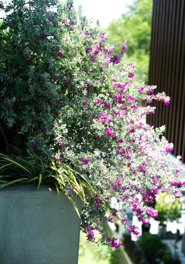 Phòng Superior 2 Giường Đơn Nhìn Ra Vườn Phòng Superior 2 Giường Đơn Nhìn Ra Vườn