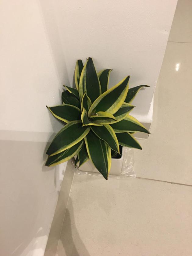 Căn Hộ 1 Phòng Ngủ