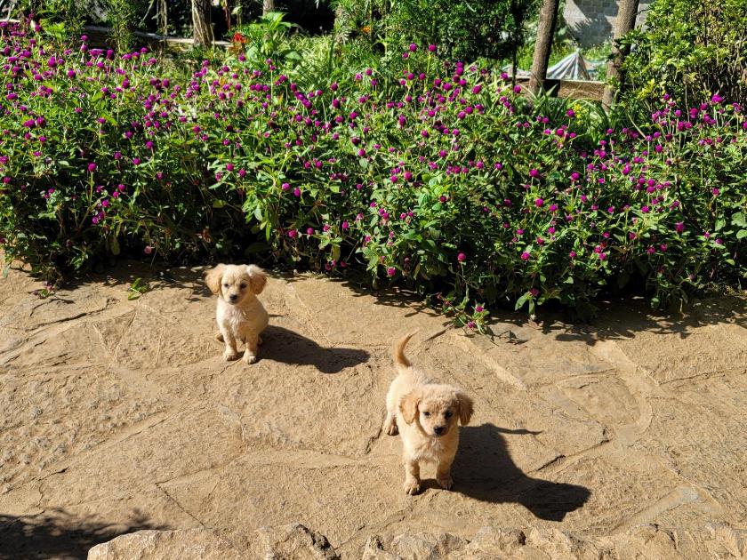 Phòng 4 người Nhìn ra cảnh Núi non