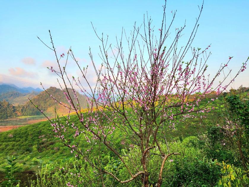 Phòng Deluxe Giường Đôi