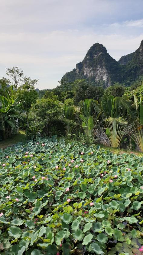 Phòng Cổ Điển Giường Đôi/2 Giường Đơn Nhìn Ra Hồ Sen