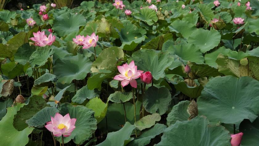 Phòng Cổ Điển Giường Đôi/2 Giường Đơn Nhìn Ra Hồ Sen Phòng Cổ Điển Giường Đôi/2 Giường Đơn Nhìn Ra Hồ Sen