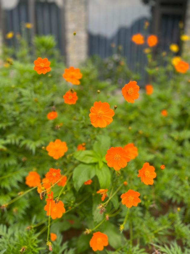 Phòng Superior Giường Đôi