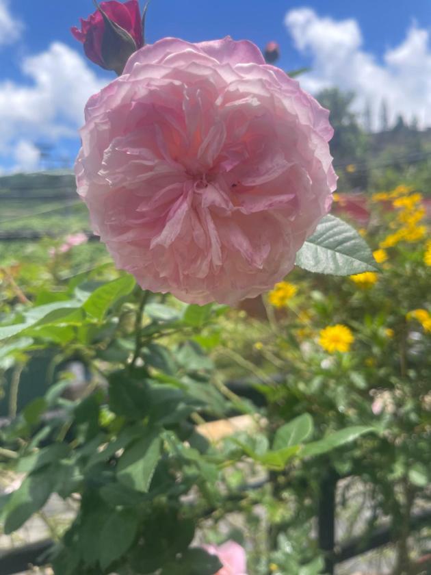 Phòng gia đình với phòng tắm riêng. Phòng gia đình với phòng tắm riêng.