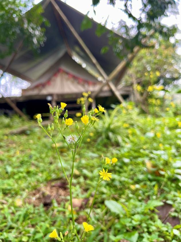 Phòng Superior 4 Người