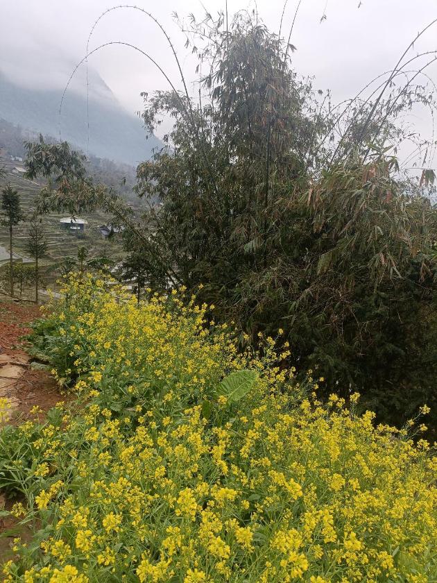 Phòng Có Giường Cỡ King